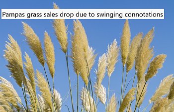 Pampas Grass Sales Drop Due To Swinging Connotations