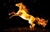 exquisite-fire-horse-windows-8-image-background.jpg