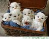 cute-kittens-pic-animal-pictures.jpg