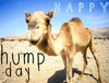 77215-Happy-Hump-Day.png