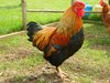 stunning-cockerel-pheasant-coloured-wyandotte-518f724064b15.jpg