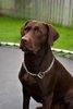 Labrador_Retriever_chocolate__named_Hershey.jpg