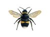 bee_illus_1_White-tailed-bumblebee_XSM.jpg