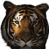 WoodenTiger74