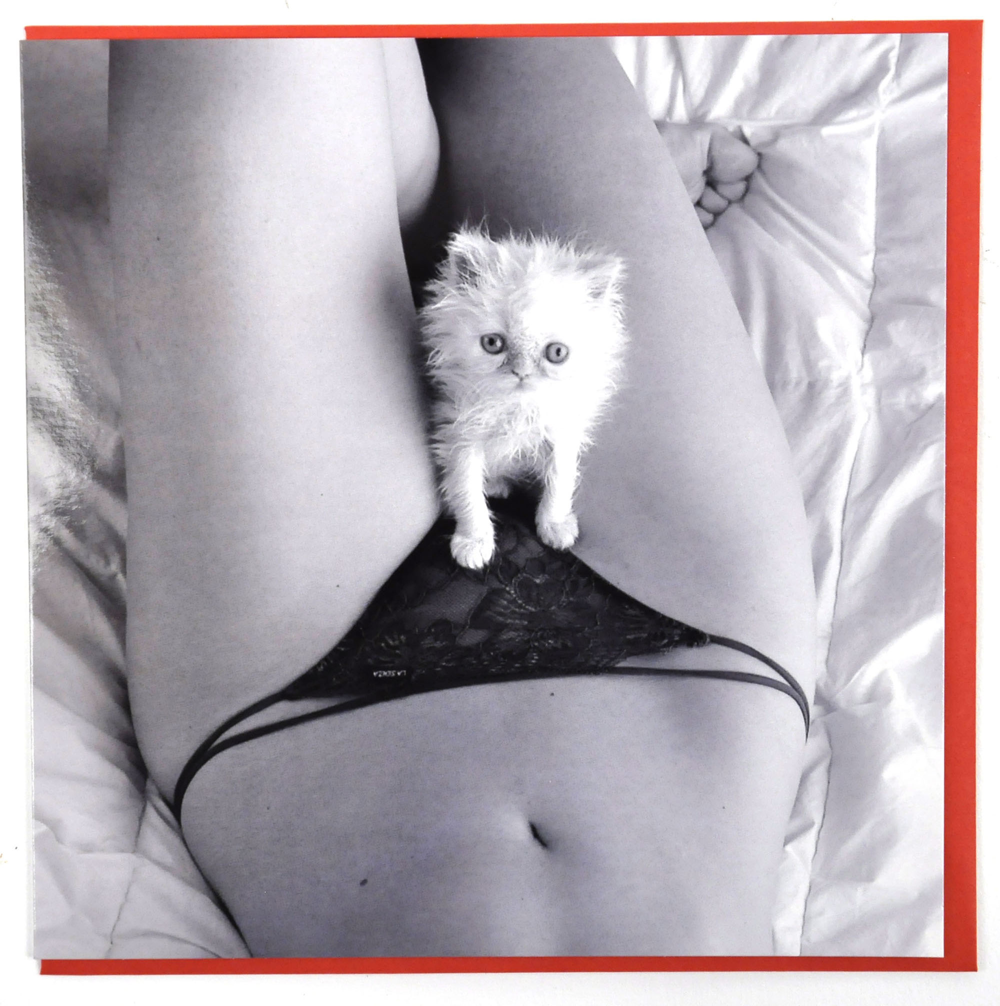 GREET240-cute-pussy-greetings-card.JPG