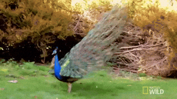 peacock GIF by Nat Geo Wild