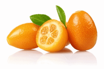 KUMQUATS12479-2T.gif