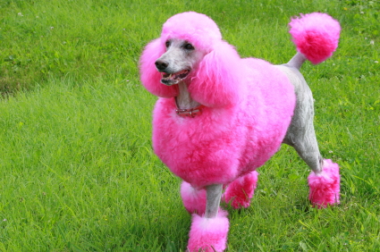 pink-poodle-real-dog.jpg